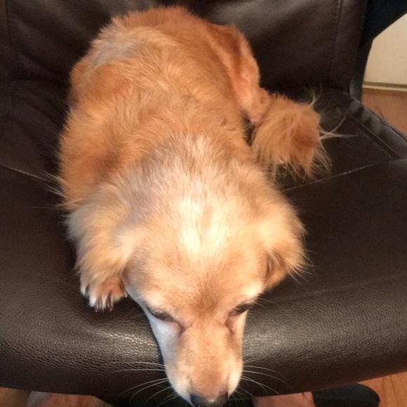 Dog - Picture 2 of 4